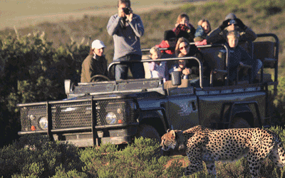 South African Safari South African Safari