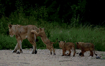 Kruger Park Safari, Panorama Tour & Victoria Falls Kruger Park Safari, Panorama Tour & Victoria Falls
