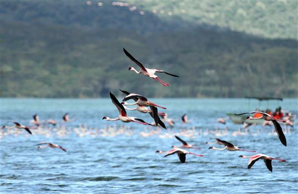 Kenya Safari and Mombasa Beach Tour LakeNavaisha Custom.jpg