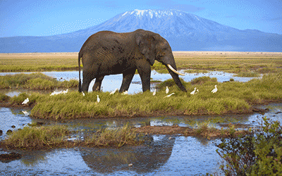 Kenya - Mountain Savannah Kenya - Mountain Savannah