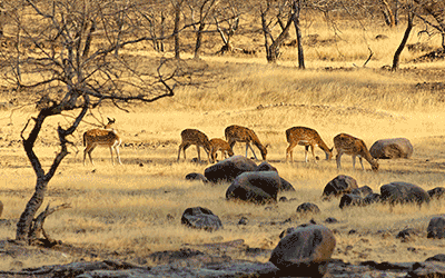 Tour of Sacred Amritsar, British Raj to Golden Triangle with Tigers (Set Departure Group Tour) Tour of Sacred Amritsar, British Raj to Golden Triangle with Tigers (Set Departure Group Tour)