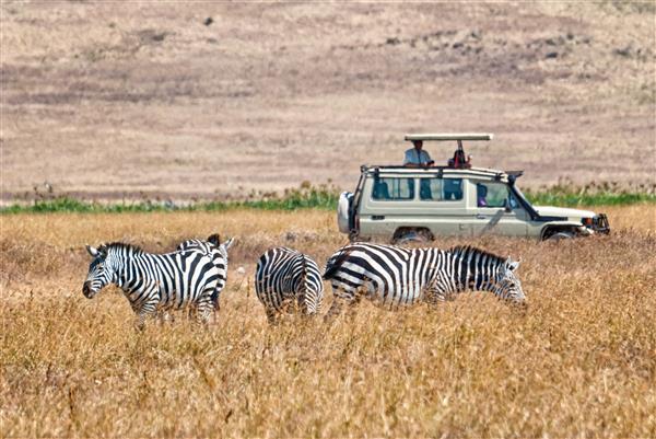 Kenya Safari and Mombasa Beach Tour kenyasafariCustom.jpg