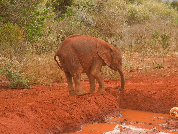 Nairobi Excursions (Optional) 12.jpg
