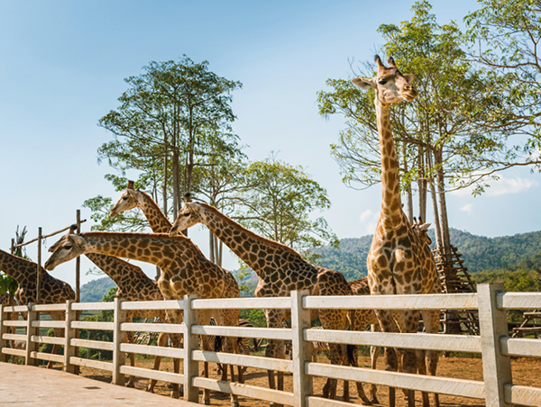 Nairobi Excursions (Optional) 13.jpg