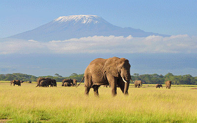 A Kenya Group Odyssey Safari to Mombasa Coast A Kenya Group Odyssey Safari to Mombasa Coast