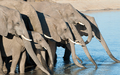 Victoria Falls & Hwange Safari Victoria Falls & Hwange Safari