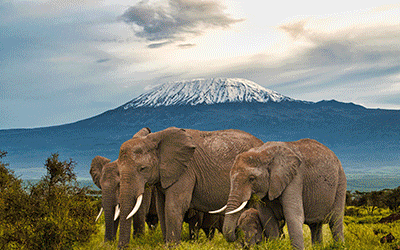 Amboseli, Train & Mombasa Beach Amboseli, Train & Mombasa Beach