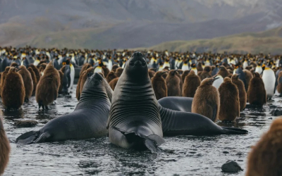 Antarctic Peninsula and South Shetland Islands Expedition