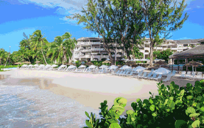 Barbados Bougainvillea Bliss Barbados Bougainvillea Bliss