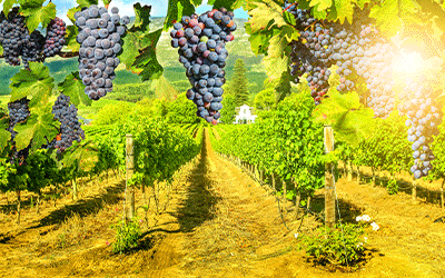 Short Break - Cape Town & Stellensbosch Short Break - Cape Town & Stellensbosch