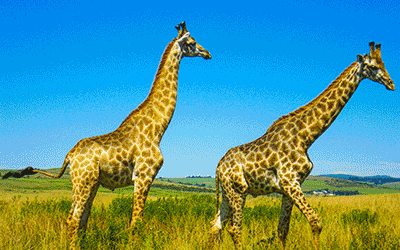 South Africa - Durban Honeymoon Safari & Mauritius