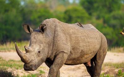 Entabeni - Wildside Safari Camp