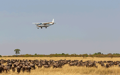 Giraffe & Migration Honeymoon Safari Giraffe & Migration Honeymoon Safari