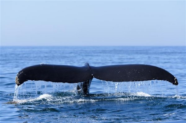 Highlights of the Maritimes Self Drive Humpback Whale Fundy (Small).jpg