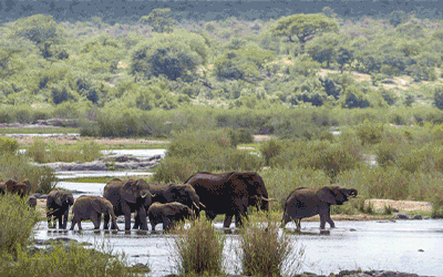 Kruger Self Drive Safari Kruger Self Drive Safari