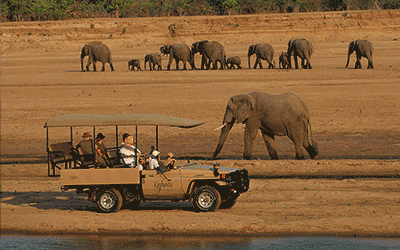 South Luangwa Safari