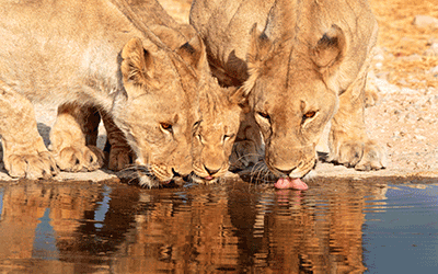 Kenya Grand Explorer Safari