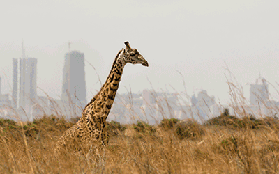 Kenya Safari Short Break 