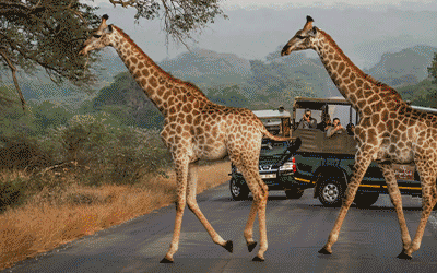 Kruger Gate Hotel & Cape Town Kruger Gate Hotel & Cape Town