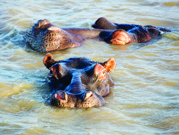 Kruger-Park-Safari-Kwazulu-Natal-1.jpg