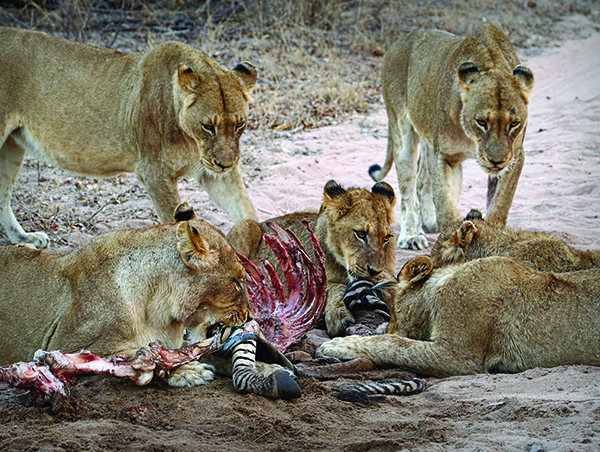 Kruger-Park-Safari-Kwazulu-Natal-5.jpg