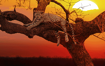 Kruger Tshukudu Big 5 Safari Kruger Tshukudu Big 5 Safari