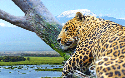 Leopard Safari Leopard Safari