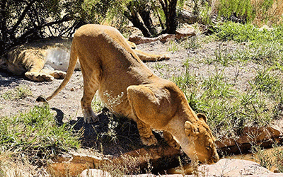 Winelands, Cape Town & Aquila Safari! Winelands, Cape Town & Aquila Safari!