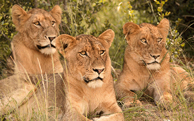 Luxury Safari & Cape Town
