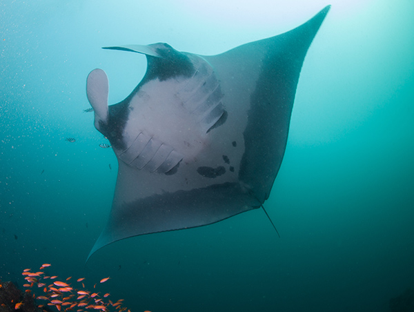 Mozambique Malawi5.jpg