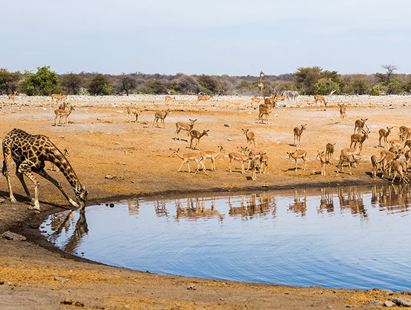 Namibia Namibia5.jpg