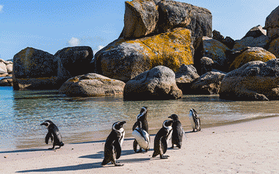 Family Cape Town, Safari & Penguins Family Cape Town, Safari & Penguins