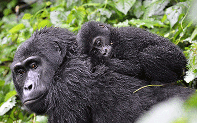 Primates Tour Of Uganda