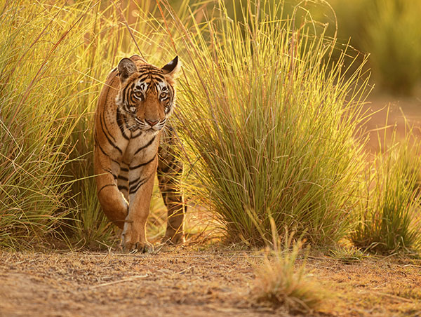Tour of Sacred Amritsar, British Raj to Golden Tri Ranthambore.jpg