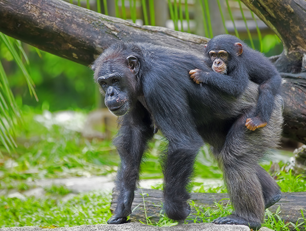 Rwanda Rwanda2.jpg