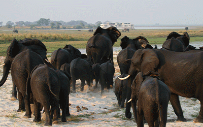 Chobe Safari Chobe Safari