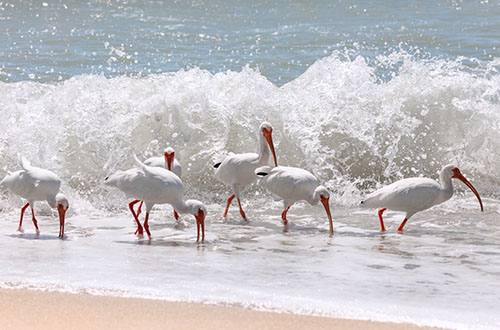 Fort Myers and Sanibel Sanibel-2.jpg