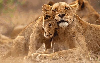Sun, Sand, and Safari: Exploring Cape Town's Beaches and Wildlife! Sun, Sand, and Safari: Exploring Cape Town's Beaches and Wildlife!