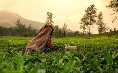 Southern India: West to East Coast