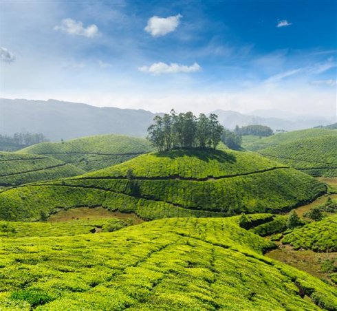 Karnataka and North Kerala Explorer TeaplantationCustom.jpg