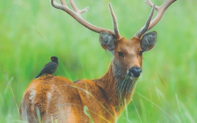 Tiger Trails Through India's Wild Heart