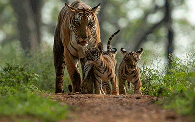 Travelpack Jungle Book Tour & Romantic Taj Mahal Travelpack Jungle Book Tour & Romantic Taj Mahal