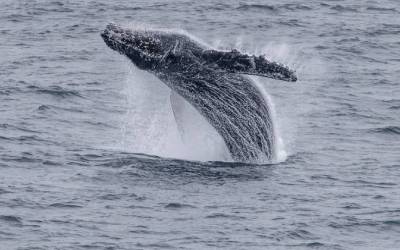 Untamed Alaska: An Expedition into the Great White Silence