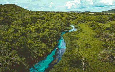 Pantanal Nature at Its Wildest in Brazil Pantanal Nature at Its Wildest in Brazil