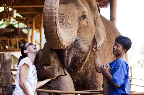 Chang Mai and Chiang Rai chang-mai-elephant.jpg