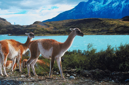 Chile chile-torres-del-paine.jpg