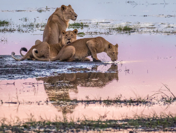 chobe game lodge 3.jpg