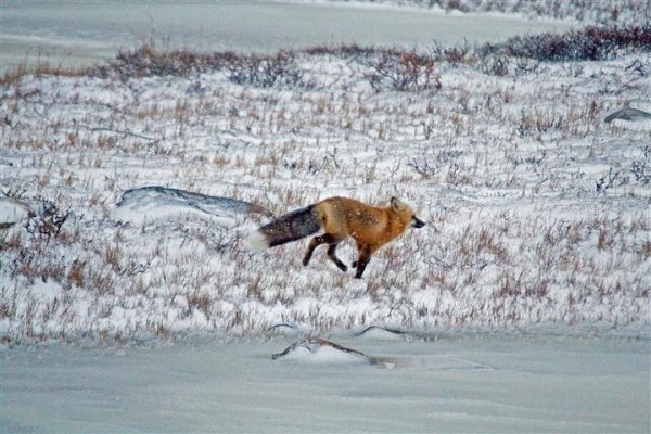 The Great Ice Bear Adventure Dymond Lake Lodge churchill-manitoba-fox.jpg
