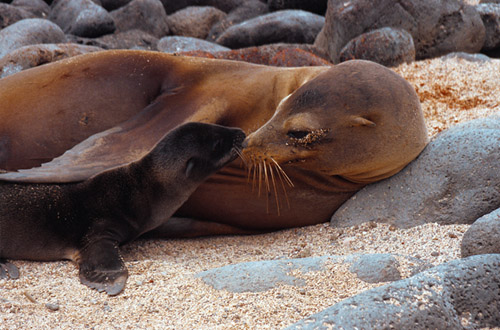 ecuador-sea-lion.jpg