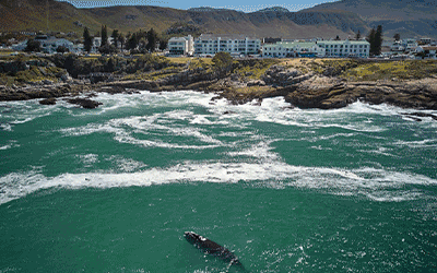 Cape Town & Whales Spotting Tour